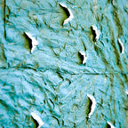 Migration