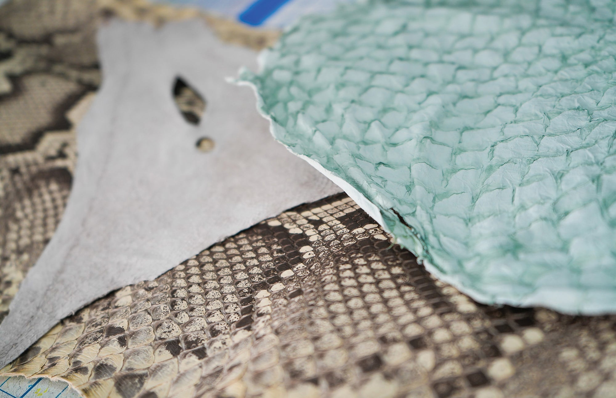 A close-up of leather samples from invasive Burmese python, lionfish, and carp.